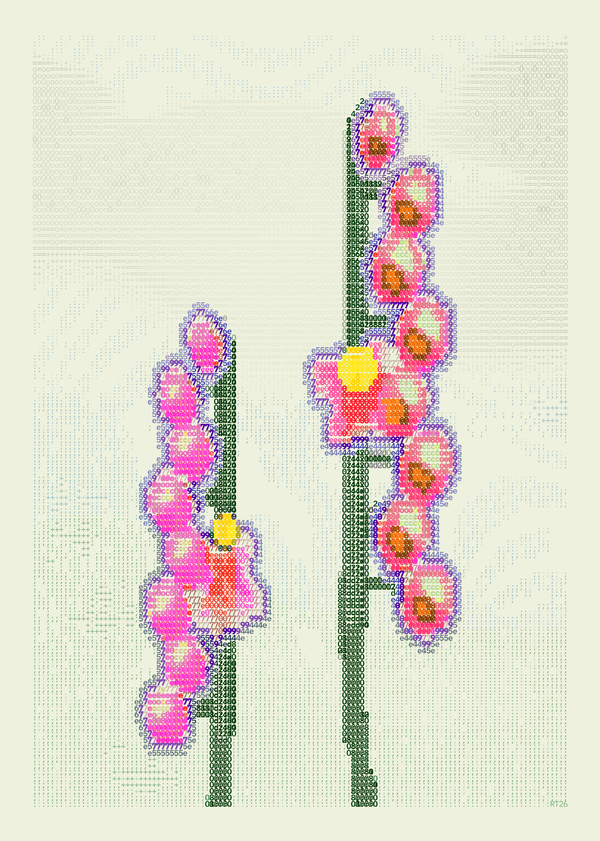 Two unequal foxglove stalks carry coral-pink tubular flowers with bright yellow mouths and violet edges above green stems on pale cream.